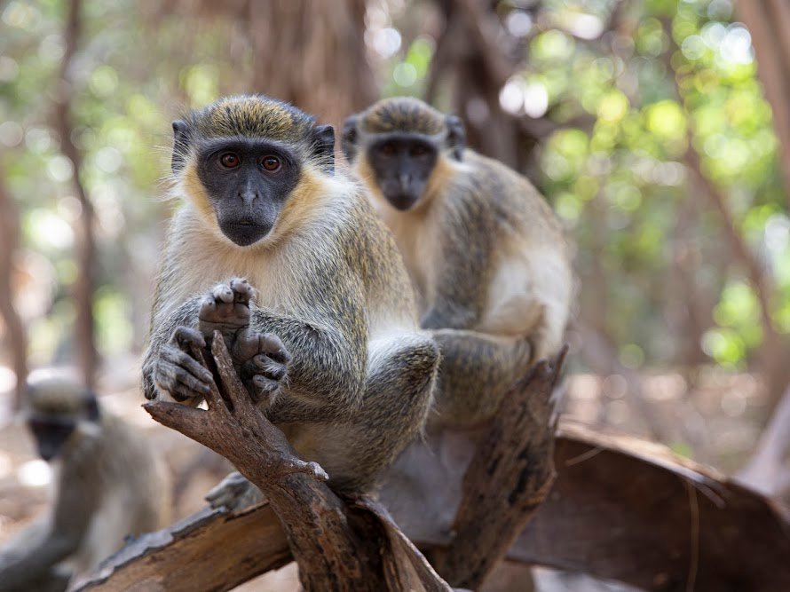 monkey park
